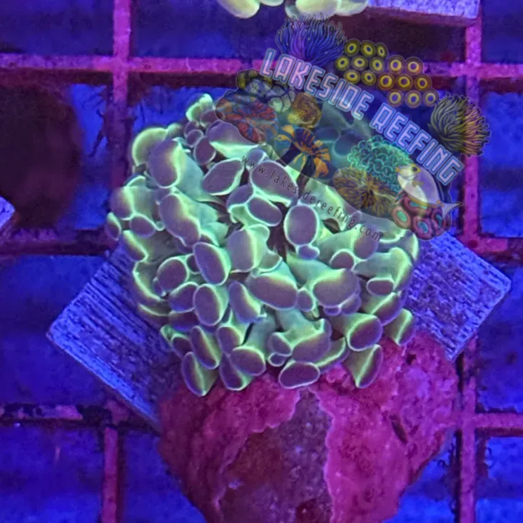 Branching Hologram Hammer R2C8 Lakeside Reefing