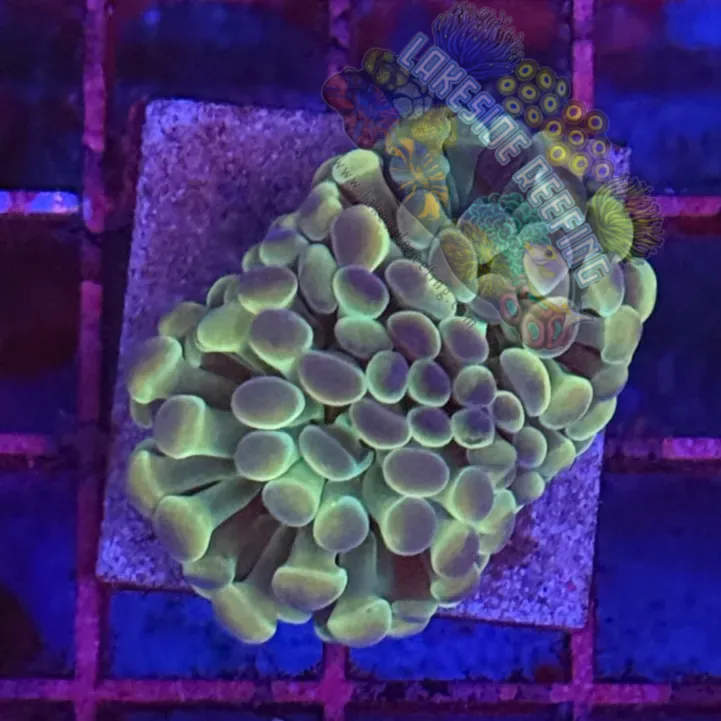 Branching Hologram Hammer R2C9 Lakeside Reefing