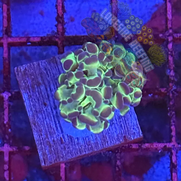 Branching Hologram Hammer R2C10 Lakeside Reefing