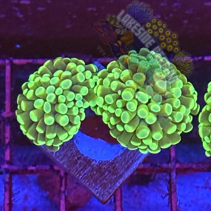 Branching Bright Green Hammer R2C11 Lakeside Reefing