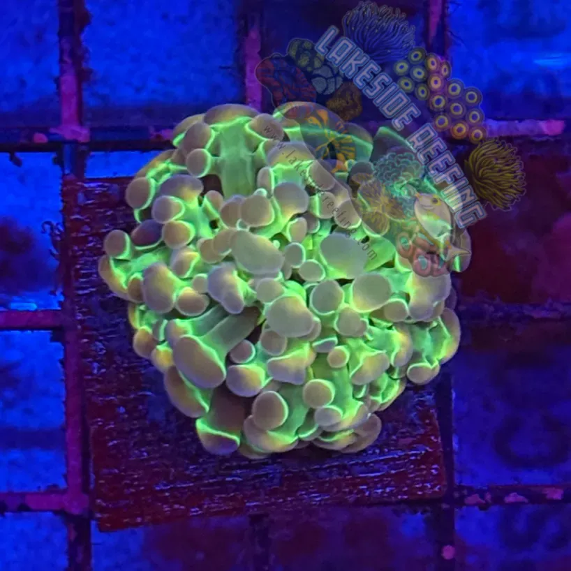 Branching Hologram Hammer R2D1 Lakeside Reefing