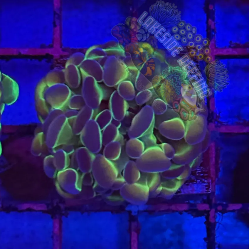 Branching Hologram Hammer R2D3 Lakeside Reefing