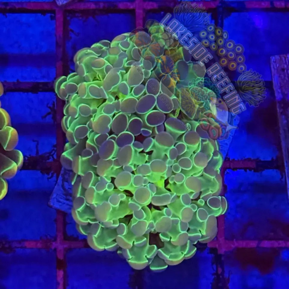 Branching Hologram Hammer R2D4 Lakeside Reefing