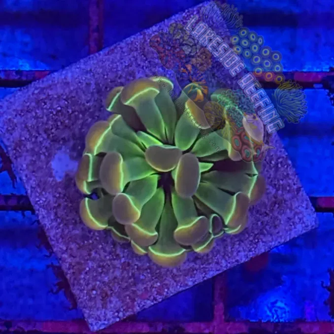 Branching Hologram Hammer R2D5 Lakeside Reefing