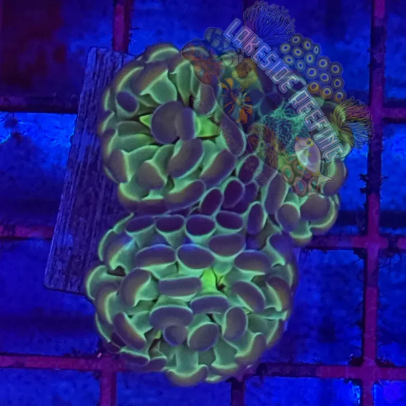 Branching Hologram Hammer R2D6 Lakeside Reefing