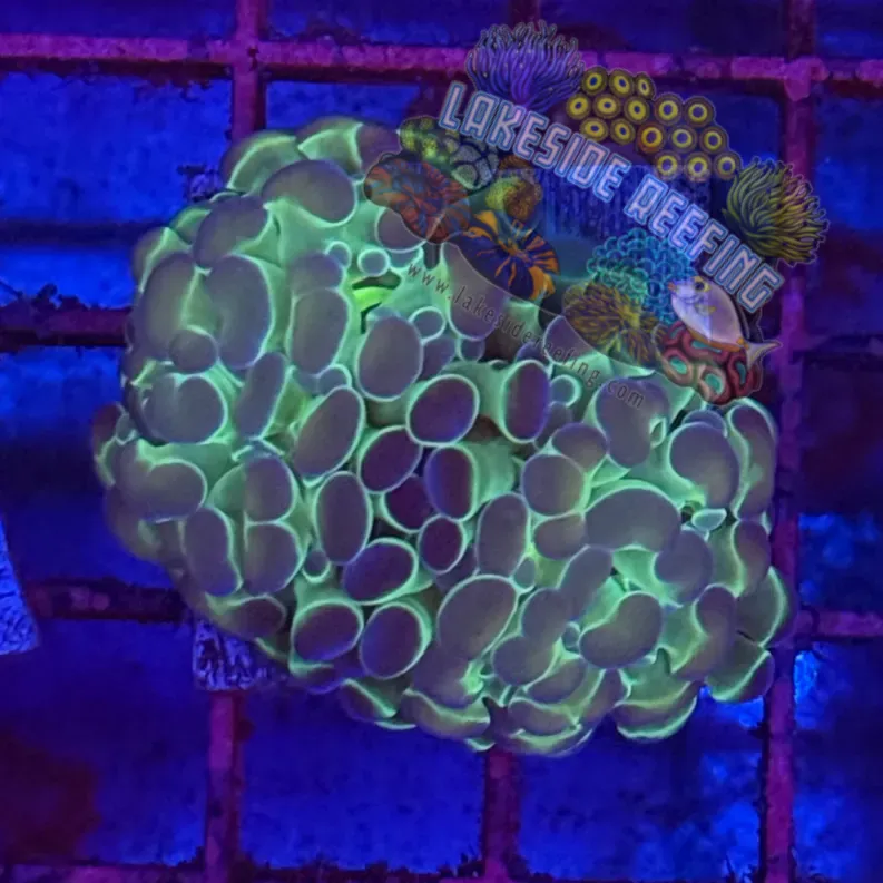 Branching Hologram Hammer R2D7 Lakeside Reefing