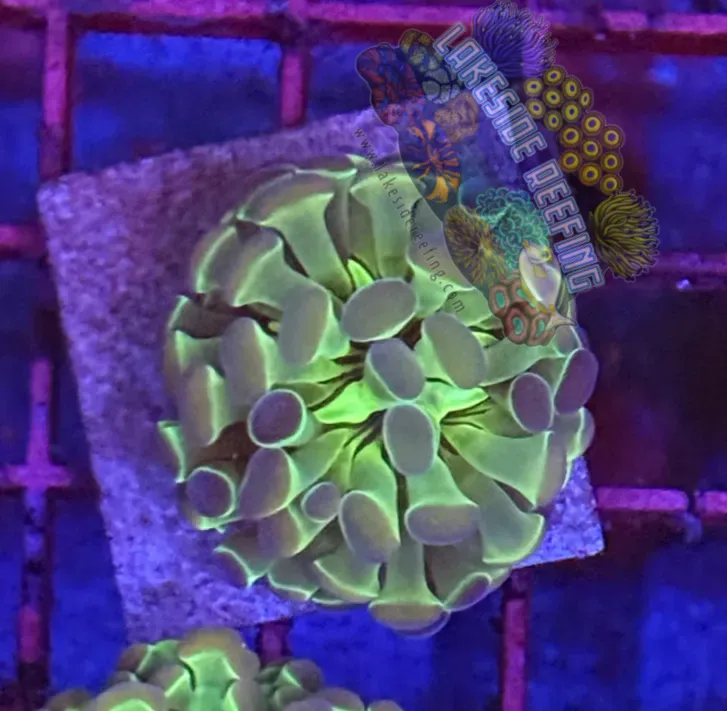 Branching Hologram Hammer R2D9 Lakeside Reefing