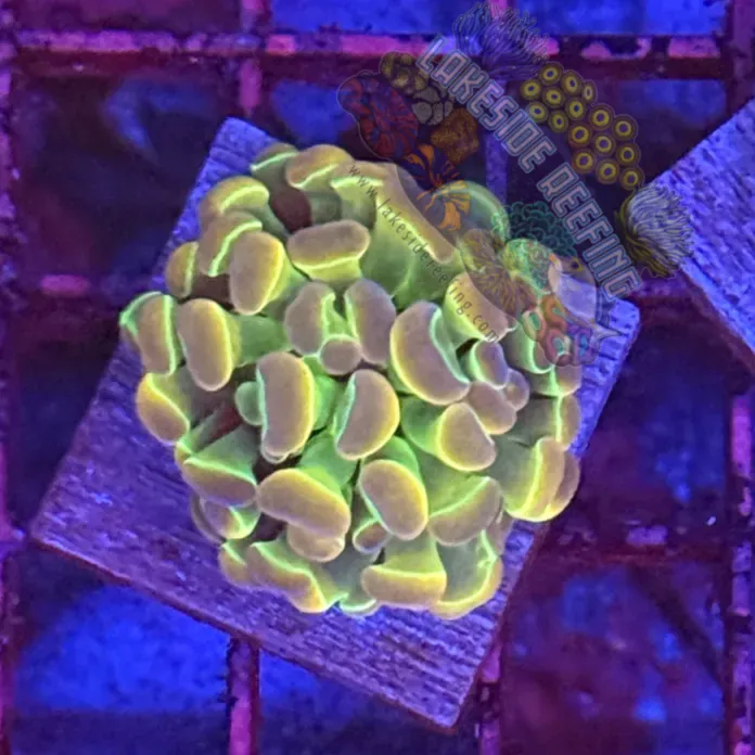 Branching Hologram Hammer R2D10 Lakeside Reefing