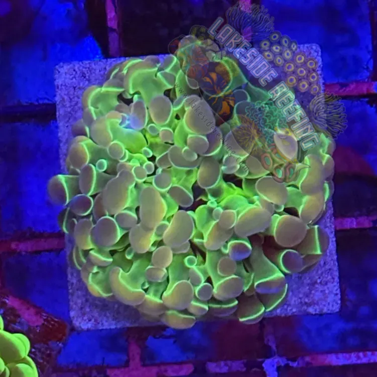 Branching Hologram Hammer R2E2 Lakeside Reefing