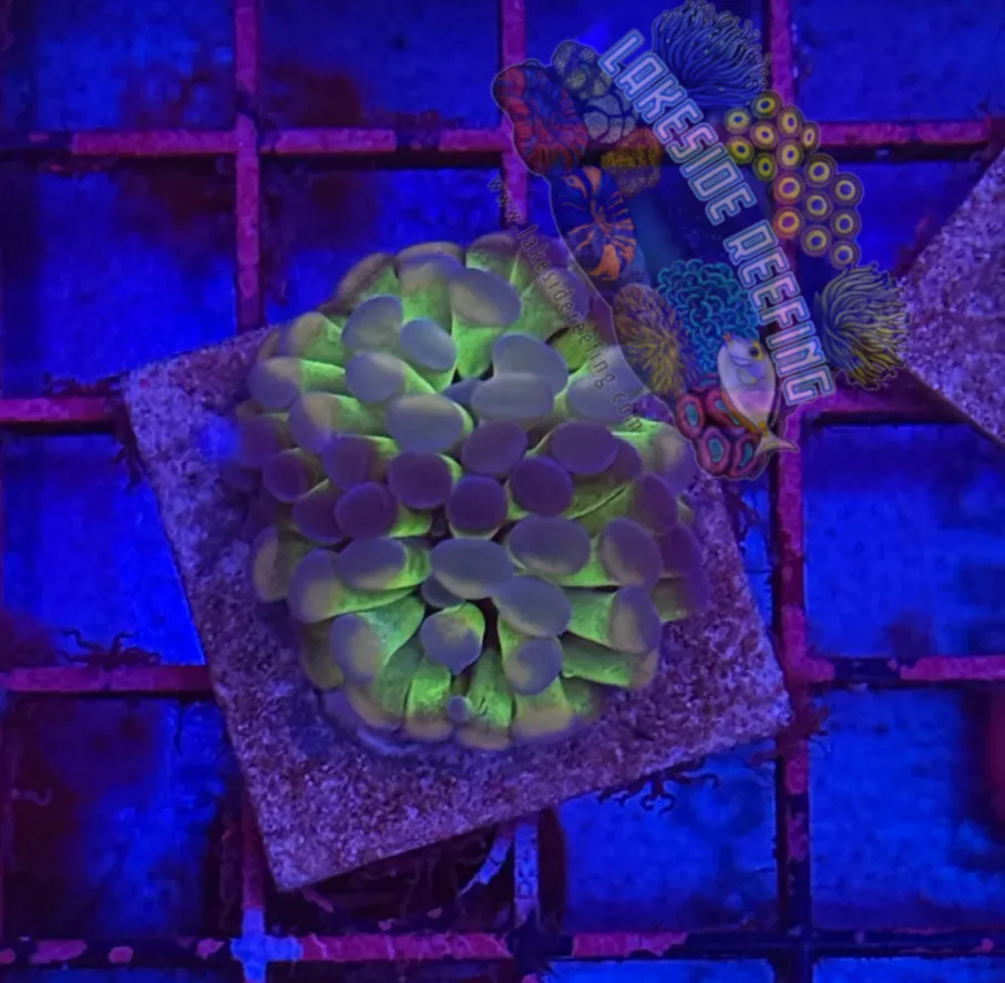 Branching Hologram Hammer R2E3 Lakeside Reefing