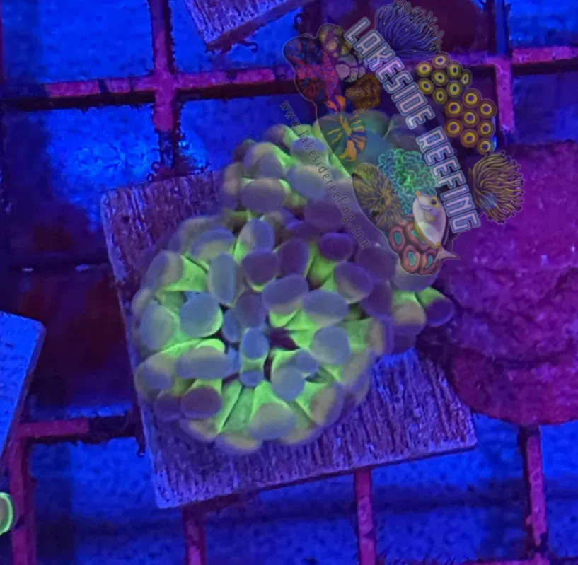 Branching Hologram Hammer R2E4 Lakeside Reefing