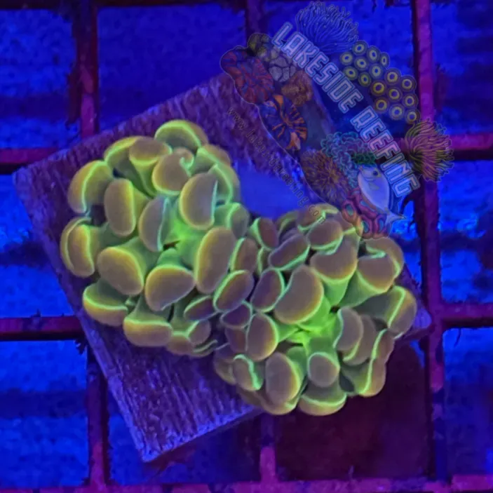 Branching Hologram Hammer R2E5 Lakeside Reefing