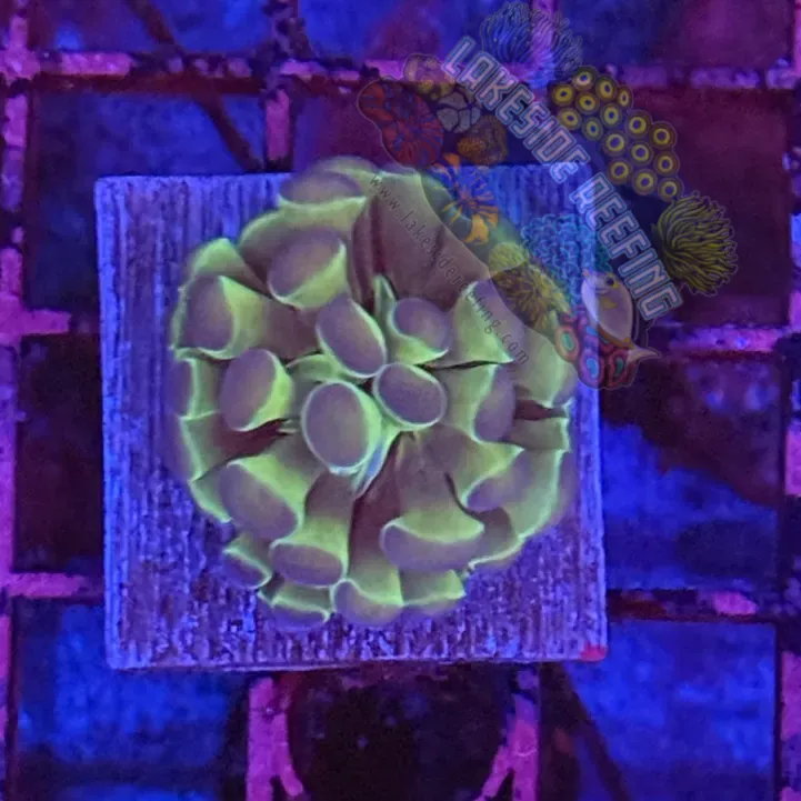 Branching Hologram Hammer R2E9 Lakeside Reefing