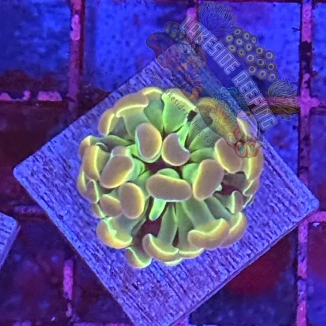 Branching Hologram Hammer R2E10 Lakeside Reefing