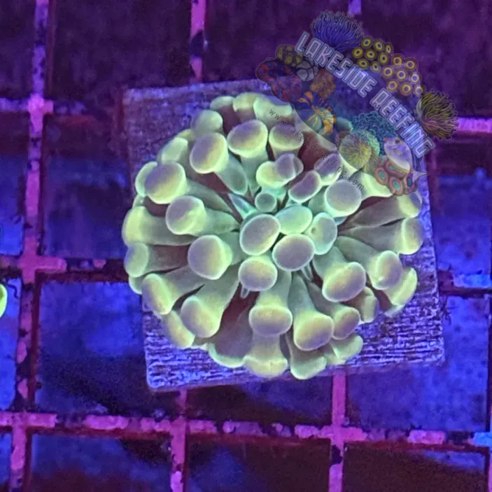 Branching Gold Hologram Hammer R2E11 Lakeside Reefing