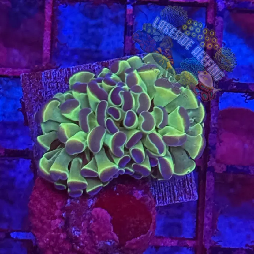 Branching Hologram Hammer R2F1 Lakeside Reefing