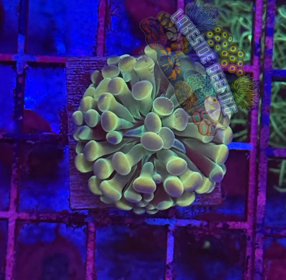 Branching Hologram Hammer R2F2 Lakeside Reefing