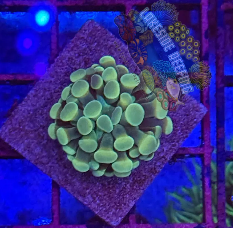 Branching Gold Hologram Hammer R2F3 Lakeside Reefing