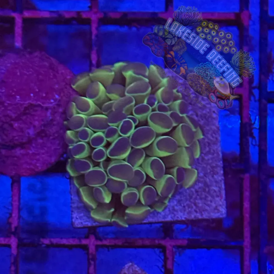 Branching Hologram Hammer R2F4 Lakeside Reefing