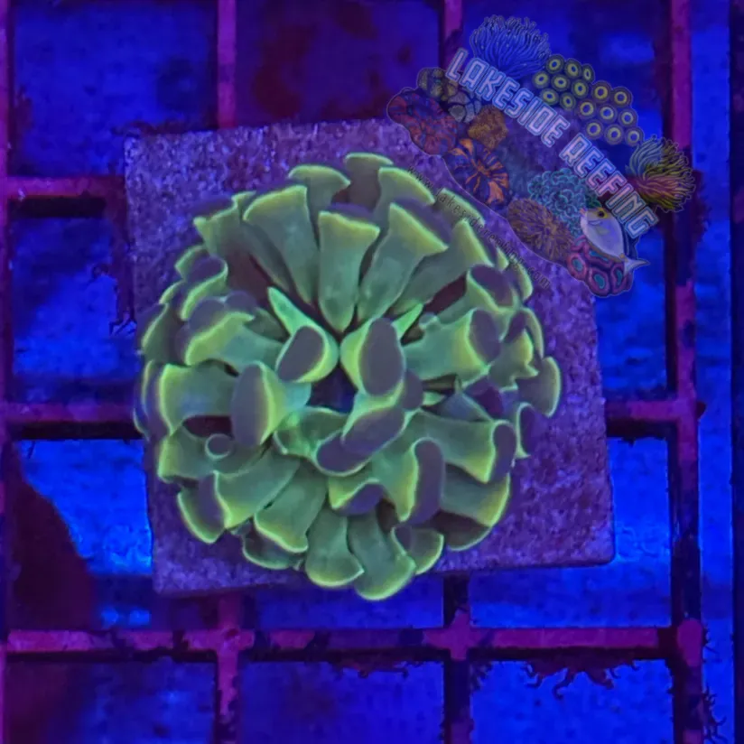 Branching Hologram Hammer R2F5 Lakeside Reefing