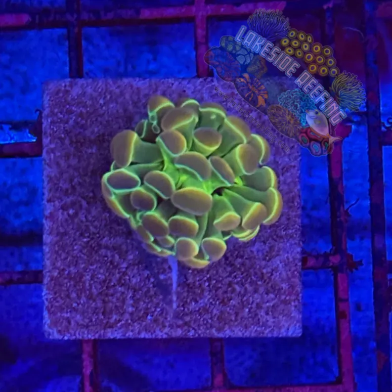 Branching Hologram Hammer R2F6 Lakeside Reefing