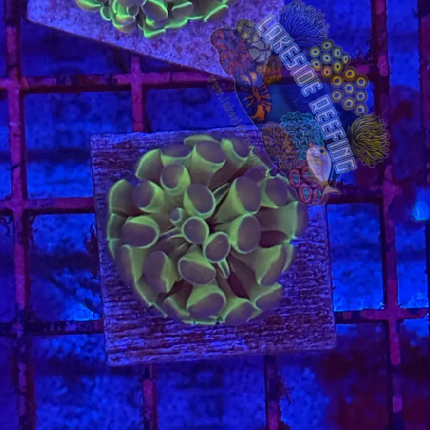 Branching Hologram Hammer R2F7 Lakeside Reefing