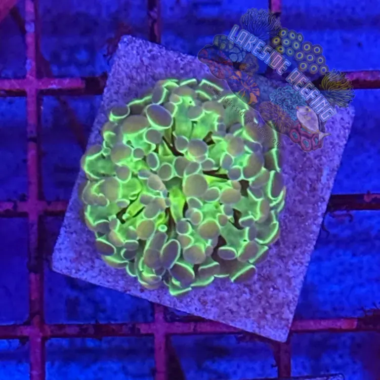 Branching Hologram Hammer R2F8 Lakeside Reefing