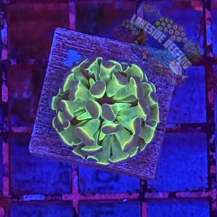 Branching Hologram Hammer R2F9 Lakeside Reefing