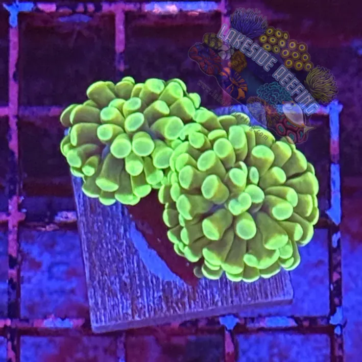 Branching Bright Green Hammer R2F11 Lakeside Reefing