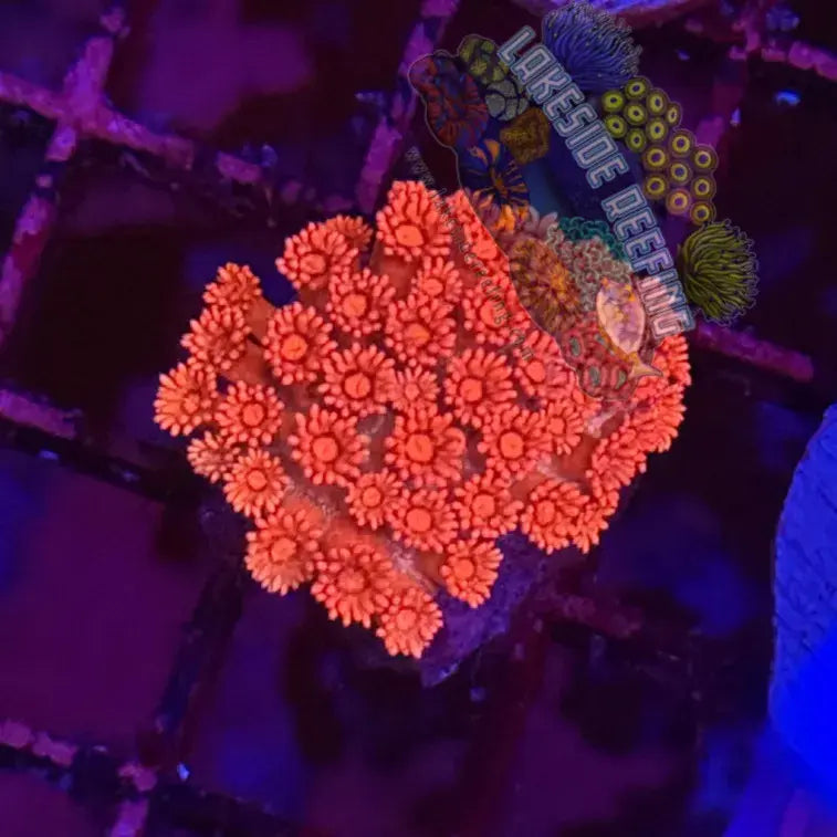 Ultra Pink Goni Coral Frag Lakeside Reefing