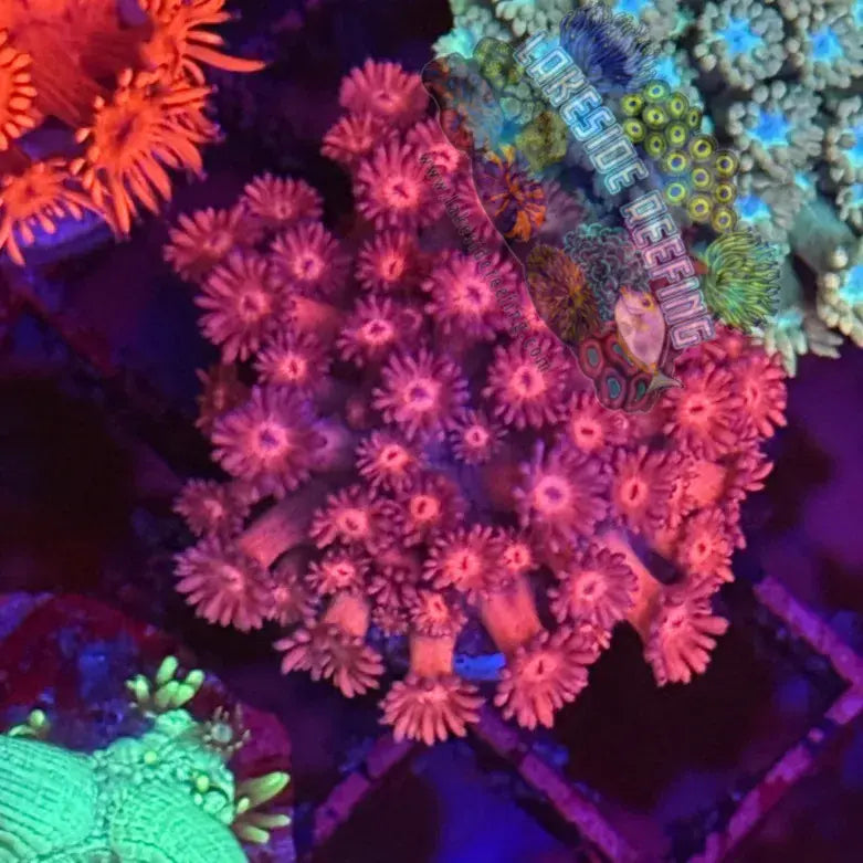 Ultra Rainbow Pink Goni Coral Frag Lakeside Reefing