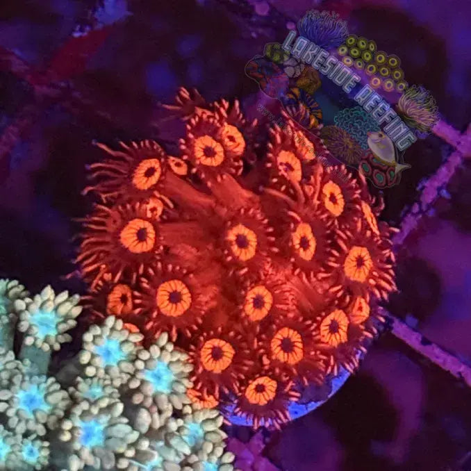 Ultra Fire Red Goni Coral Frag Lakeside Reefing