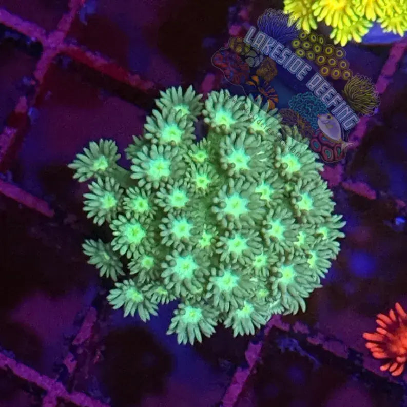 Mint Green Goni Coral Frag Lakeside Reefing