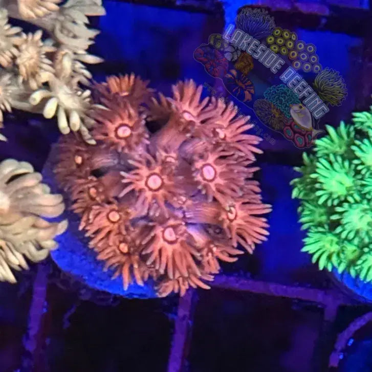 Ultra Pink Eye Goni Coral Frag Lakeside Reefing