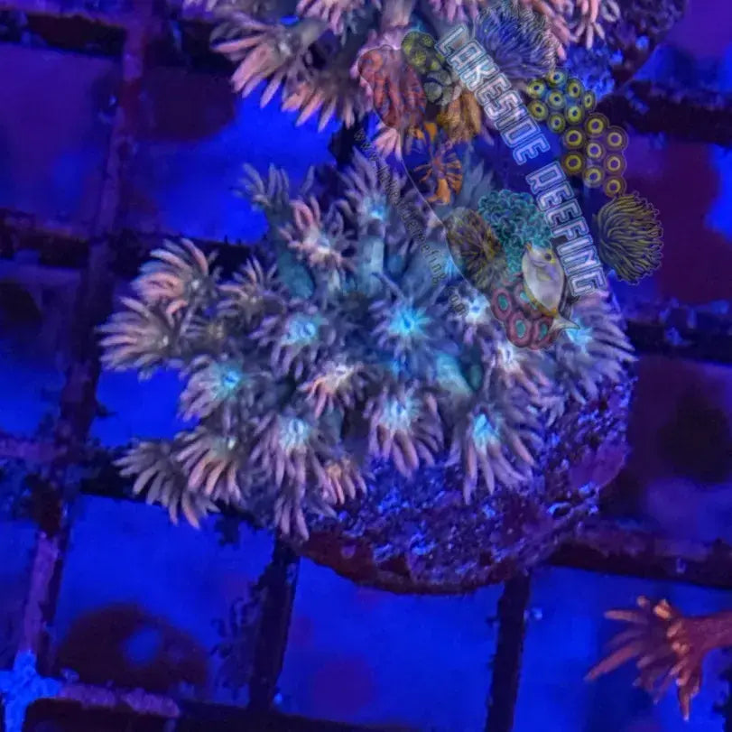 Rainbow Goni Coral Frag Lakeside Reefing