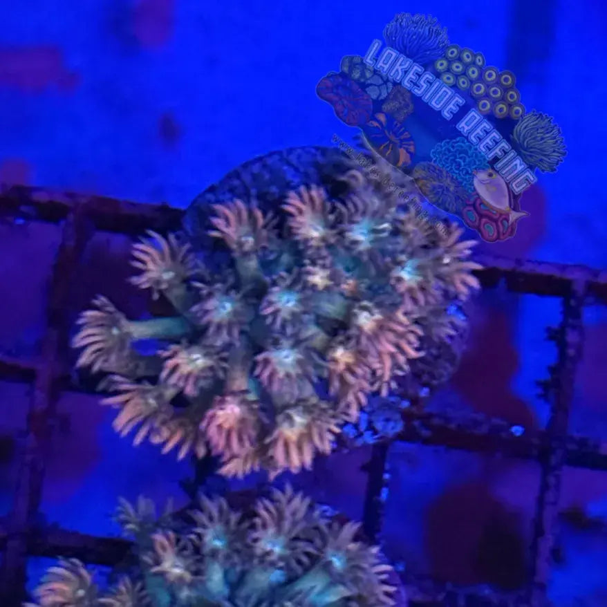 Rainbow Goni Coral Frag Lakeside Reefing