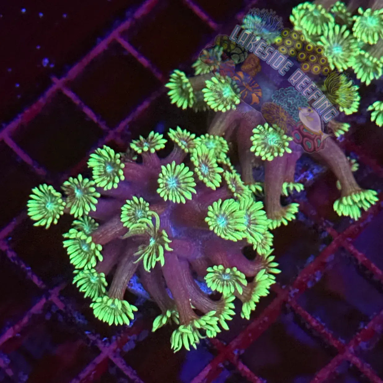 Toxic Green Alveopora Coral Frag Lakeside Reefing