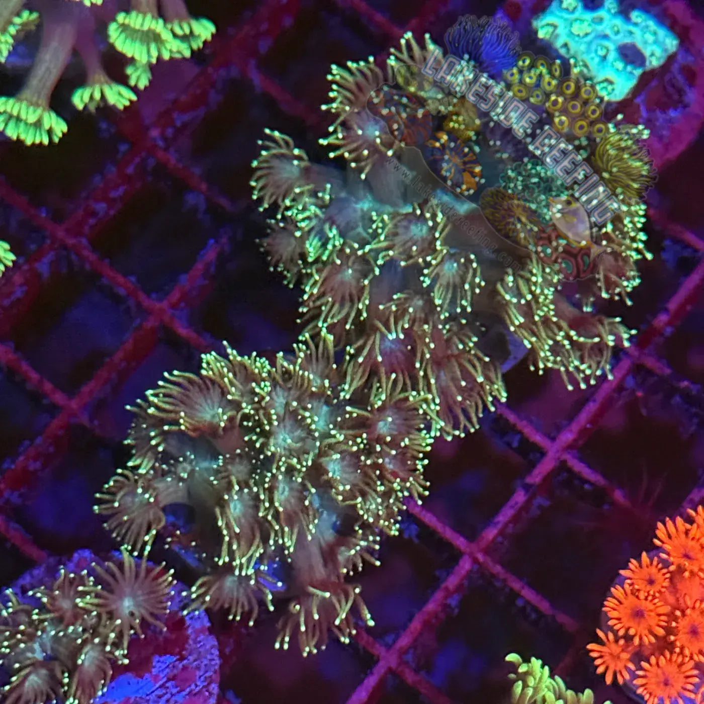 Bright Green Tip Dark Goni Coral Frag Lakeside Reefing