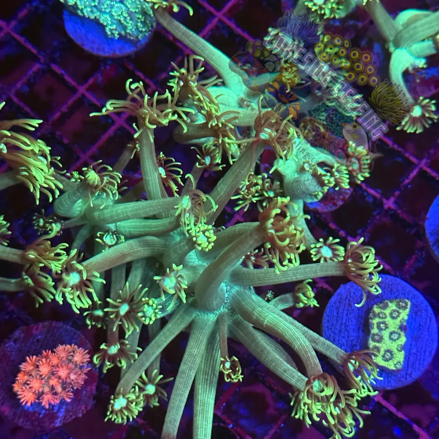 Mint Green Goni Coral Frag Lakeside Reefing