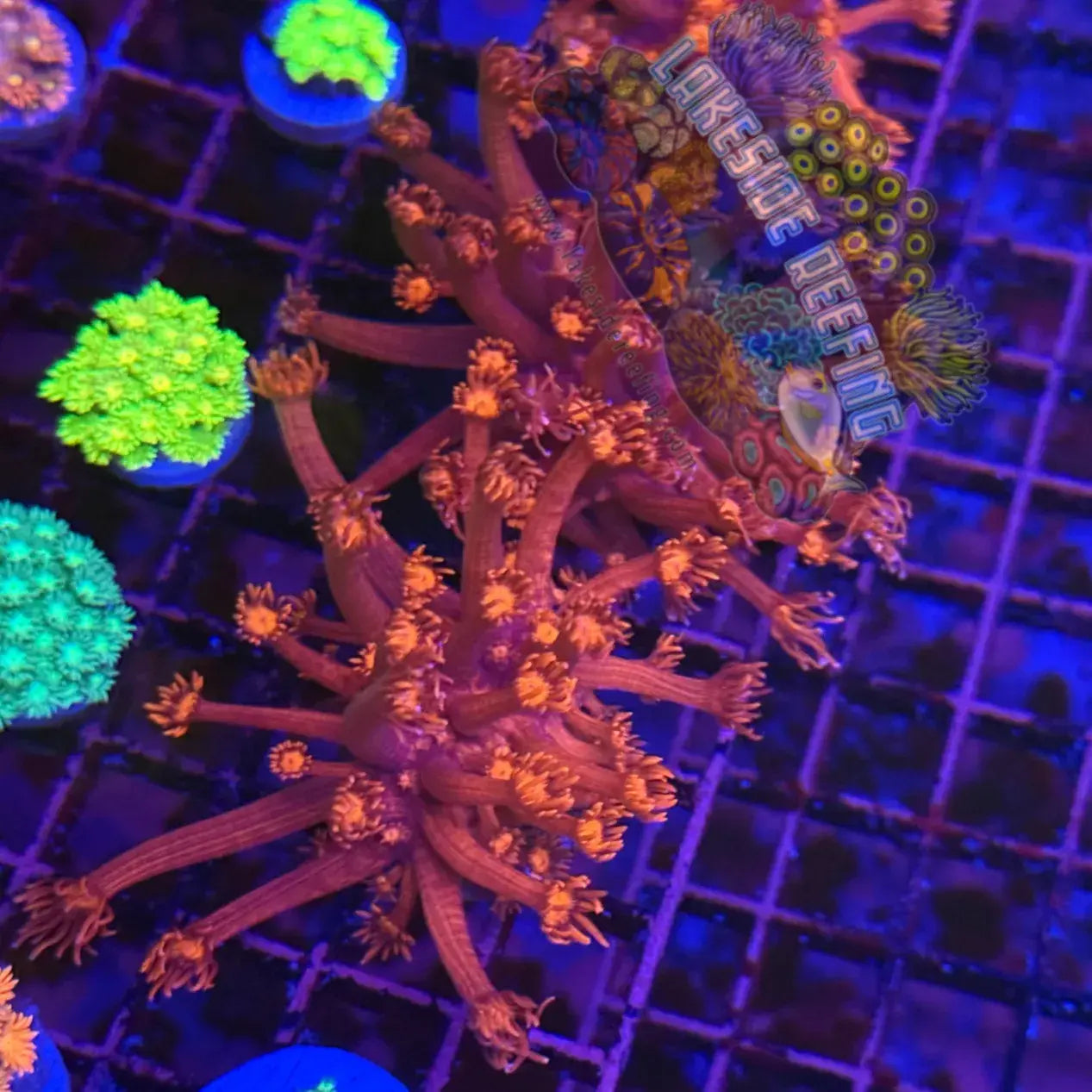 Fire Red Goni Coral Frag Lakeside Reefing