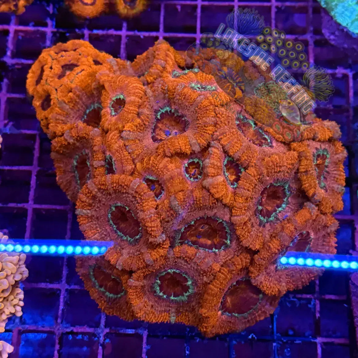 Ultra Acan R3C4 Lakeside Reefing