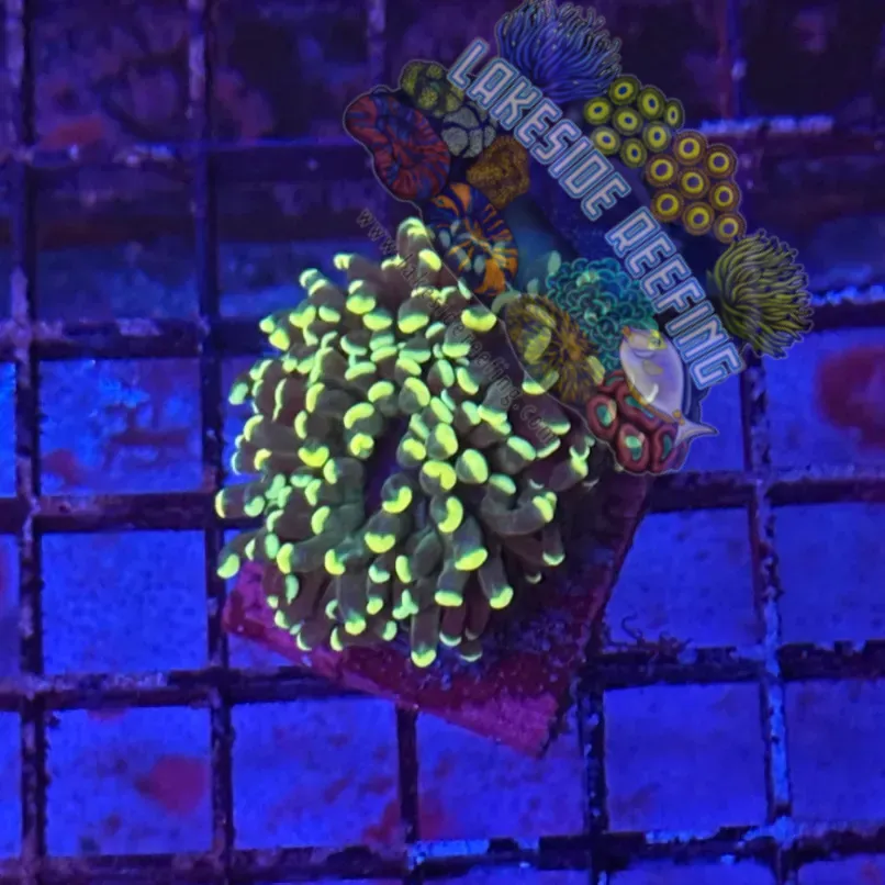 Cristata Type Deep Green with Yellow Tips Torch Coral R5A7