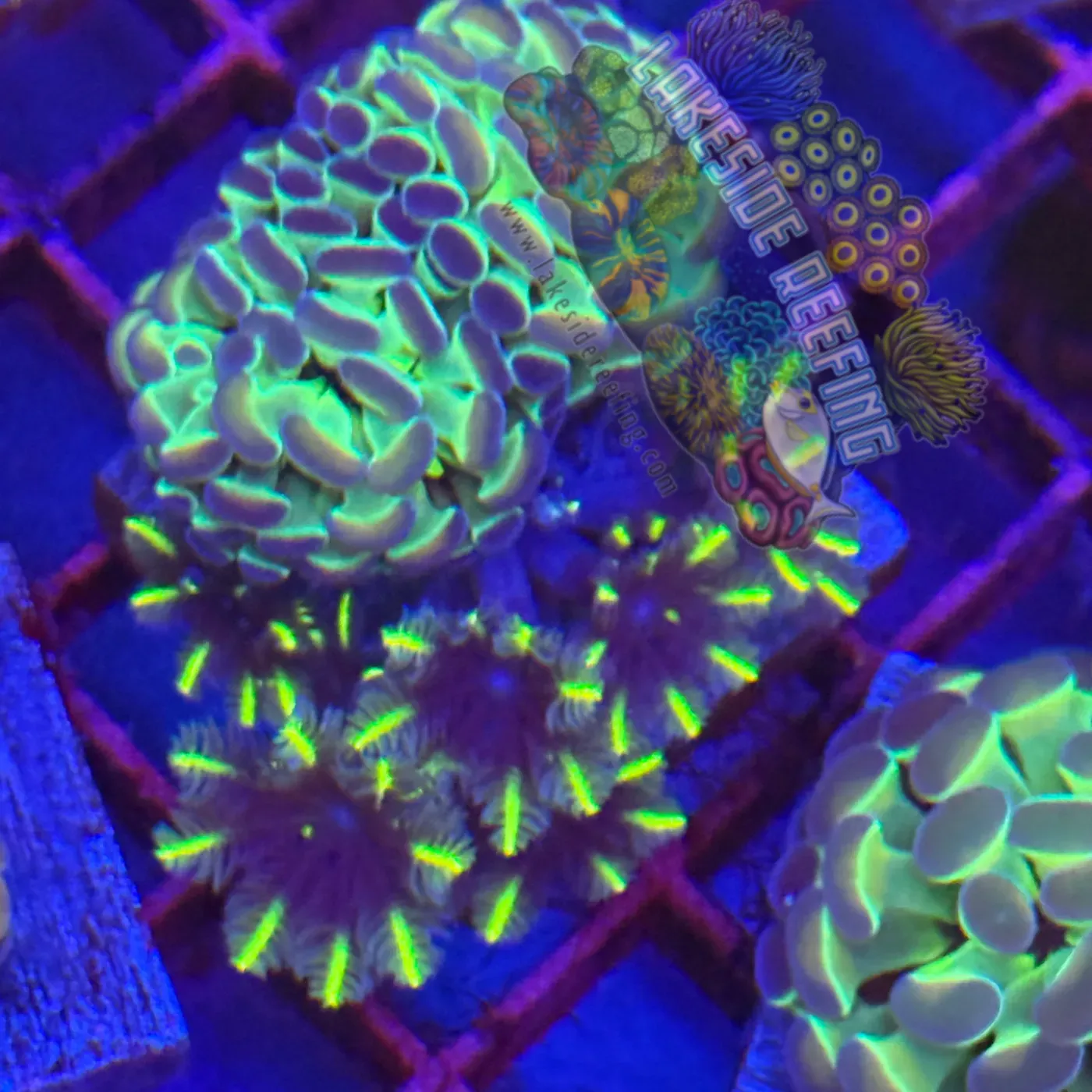 Branching Hologram Hammer with Firework Cloves R2B7 Lakeside Reefing