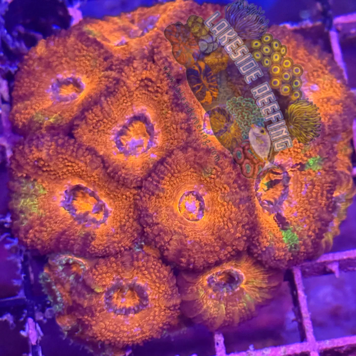 Ultra Acan R3B6 Lakeside Reefing
