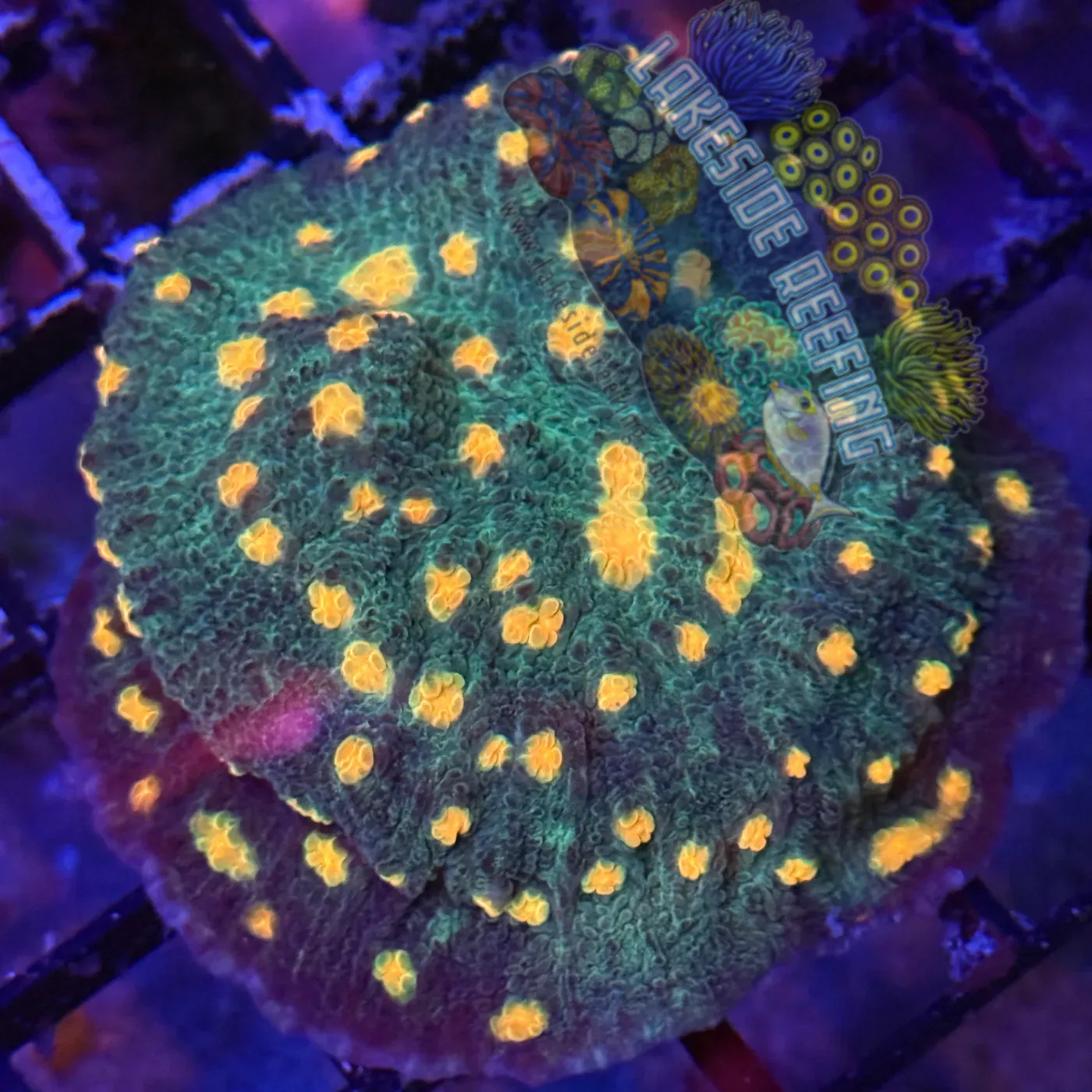 Solar Flare Mycedium Favia Coral Lakeside Reefing