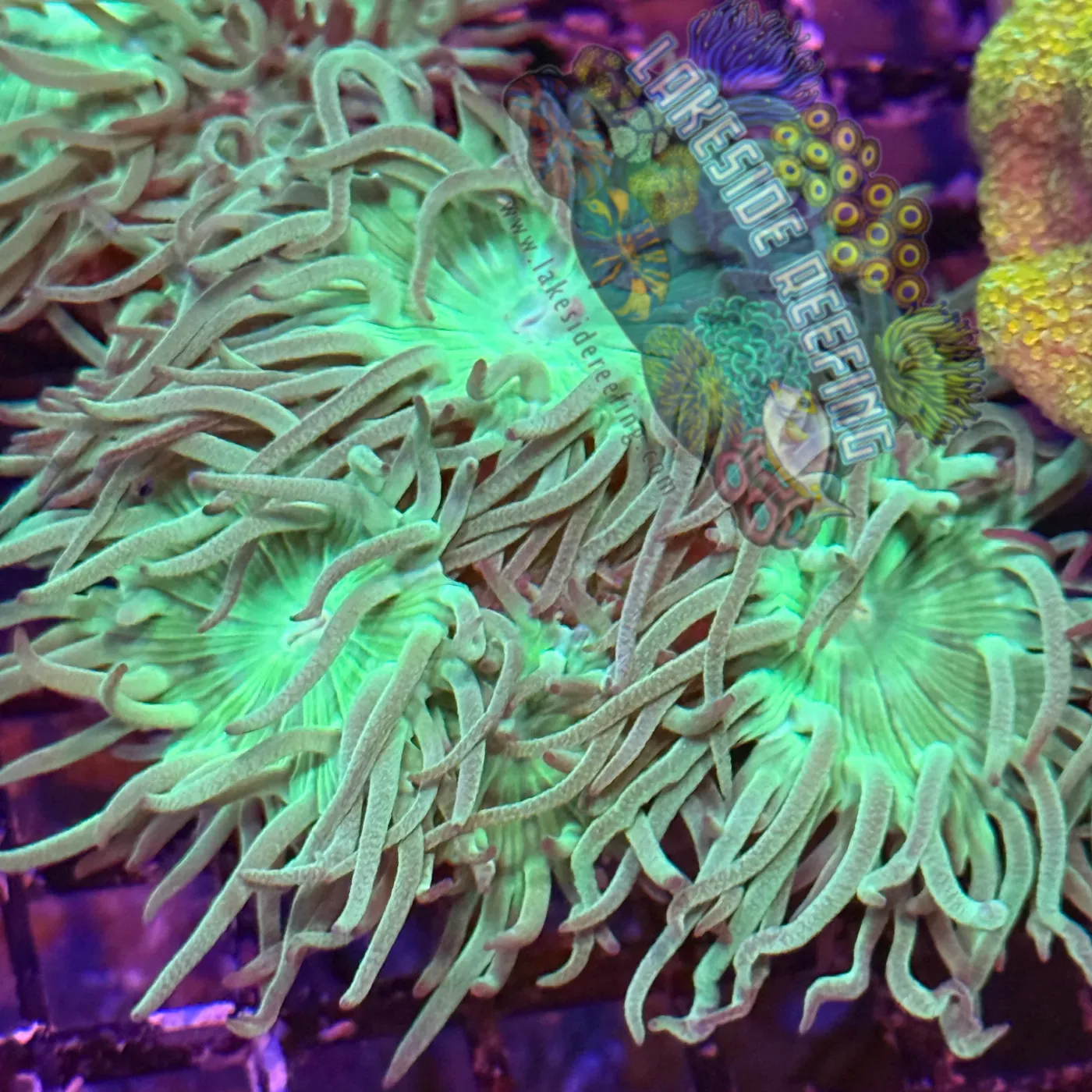 Green Stem Duncan Coral Frag Lakeside Reefing
