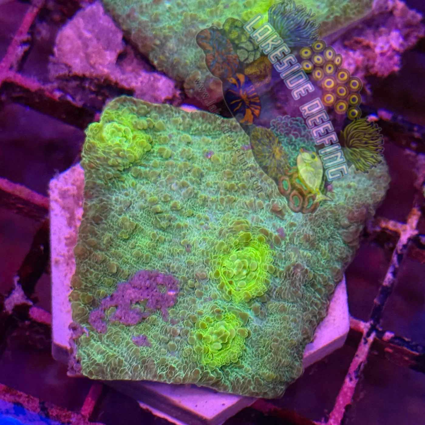 Toxic Green on Green Chalice Frag Lakeside Reefing