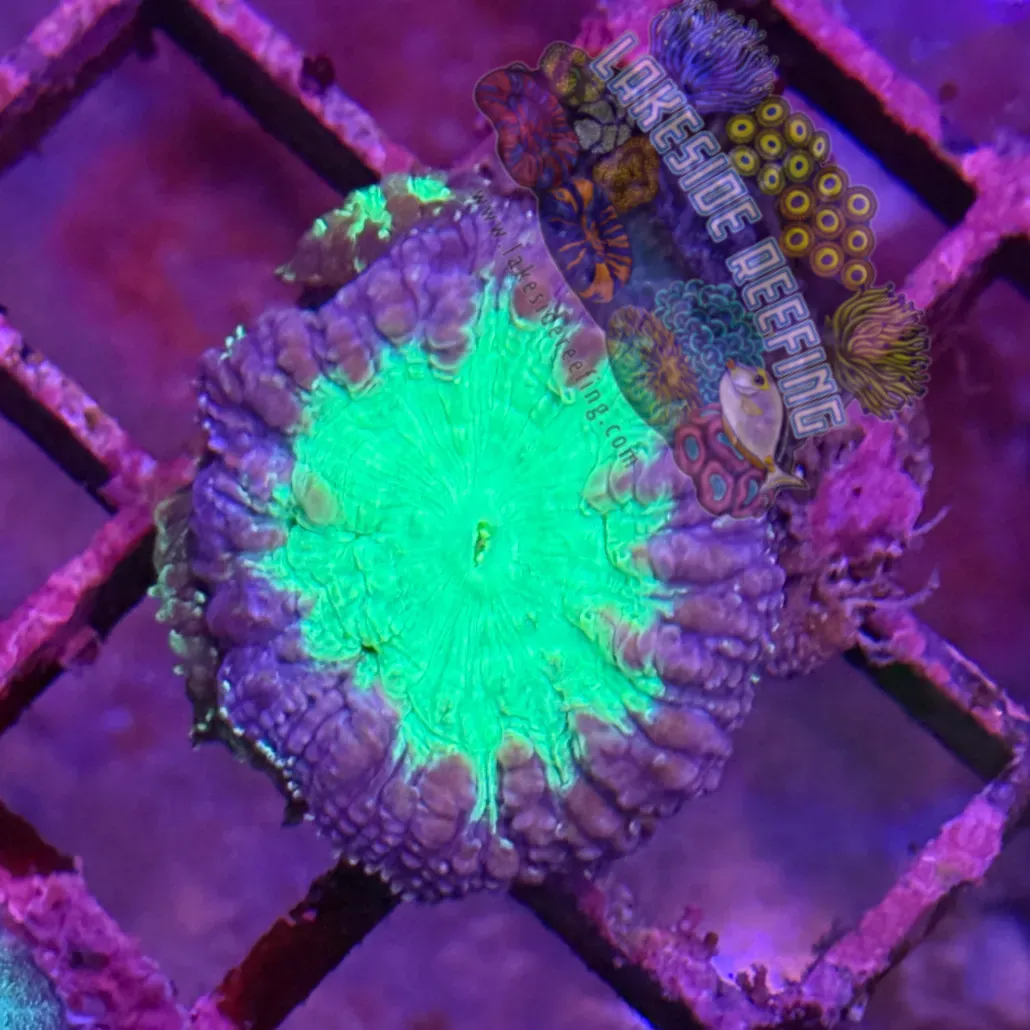 Jester Purple and Neon Green Blasto 1 Lakeside Reefing