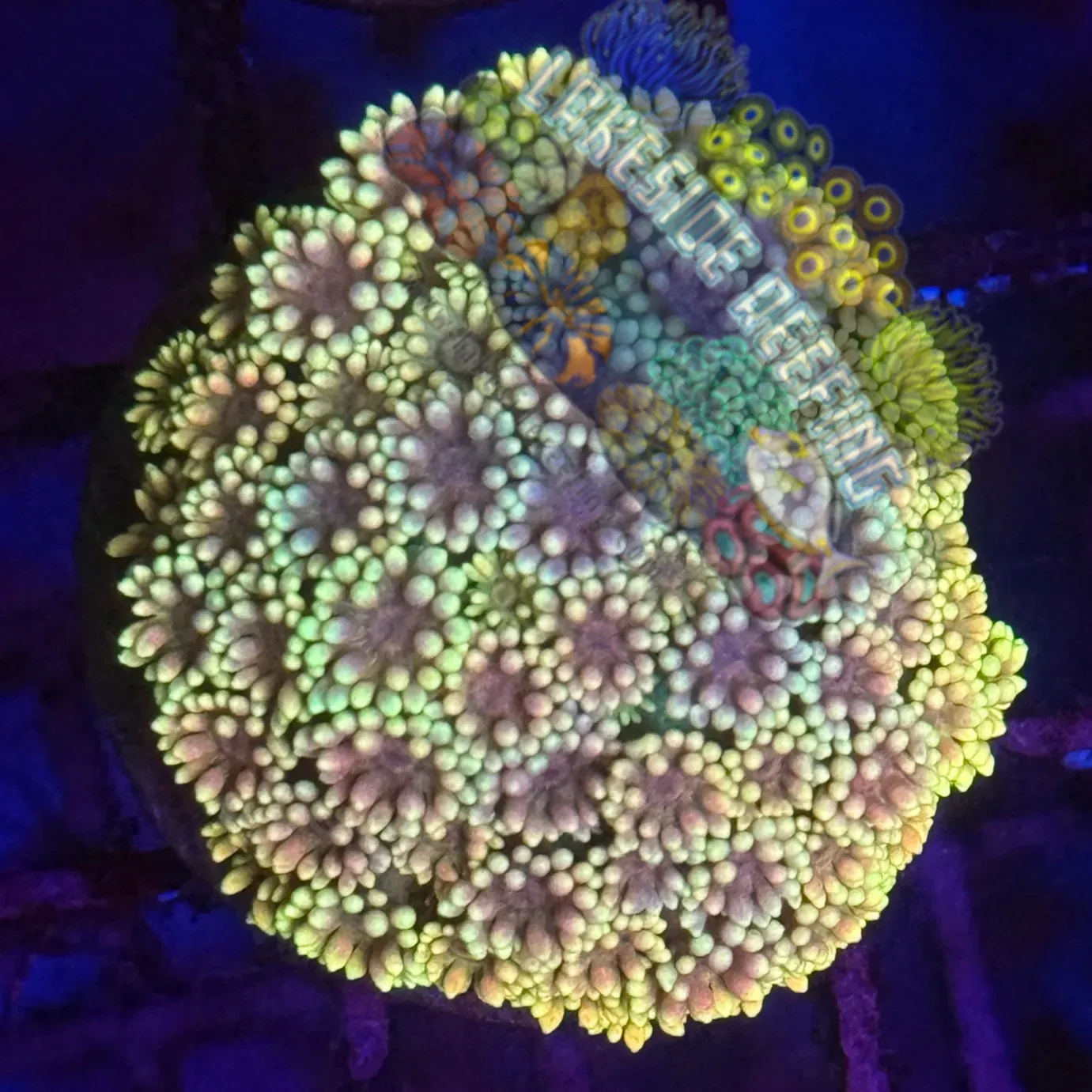 Ultra Rainbow Goni Coral Frag Lakeside Reefing