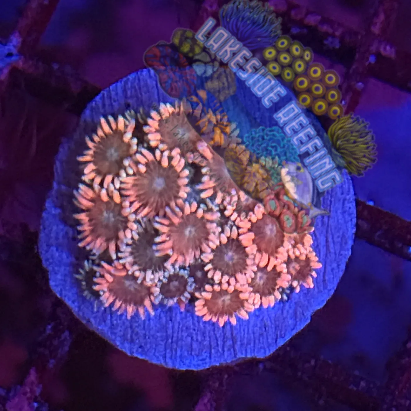 Ultra Rainbow Pink Goni Coral Frag Lakeside Reefing